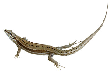 Lézard des murailles