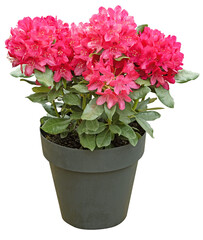 Rhododendron rouge en pot	