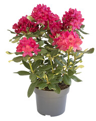 Rhododendron rouge en pot	