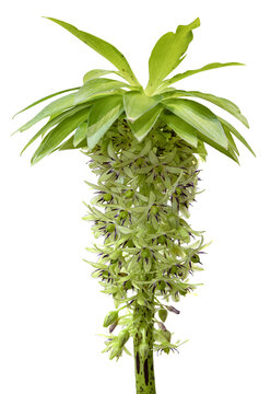 Eucomis bicolor