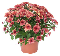 Pot de chrysanthème rouge