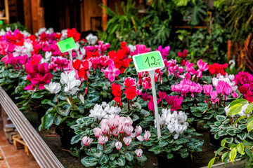Fresh flowers in pots, with price tags, on the rack of a flower shop.