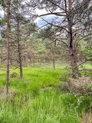  Peaceful Pine Forest Clearing