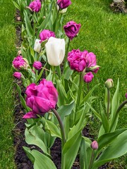 Tulips in the park