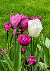 Tulips in the park