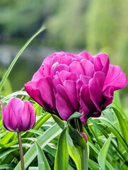 Tulips in the park