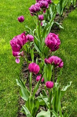 Tulips in the park