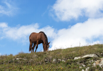 free grazing of horses in nature, a walk through an Alpine meadow with an overview of the stone ridge and meadow vegetation