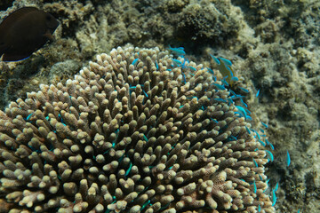 coral reef with fish