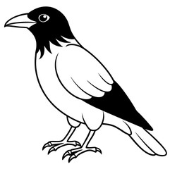 crow on a white background
