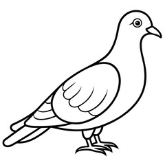 white pigeon isolated on white