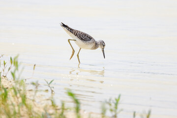Grünschenkel watet bei der Suche nach Nahrung durch das flache Wasser