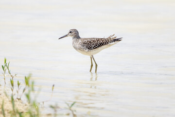 Grünschenkel watet bei der Suche nach Nahrung durch das flache Wasser