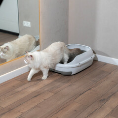 A light-colored cat sits comfortably in a litter box beside a mirror, reflecting its calm demeanor in a simple interior setting