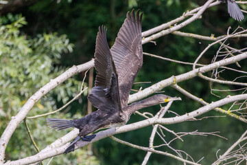 Kormoran beim Abflug