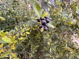 Close-up of ripe black berries on the branches of the Ligustrum vulgare shrub. Selective focus....