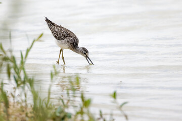 Grünschenkel pickt Nahrung aus dem flachen Wasser