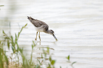 Grünschenkel pickt Nahrung aus dem flachen Wasser