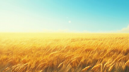 Obraz premium Golden wheat field under clear blue sky