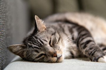 A serene gray and white striped cat lounging comfortably on a soft gray sofa