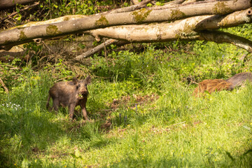 Wildschweinfamilie