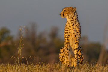 Cheetah sitting and looking right in Moremi, Botswana
