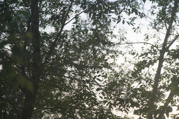A dense network of tree branches and vibrant leaves contrasts with a soft, cloudy sky during the quiet moments of early evening.
