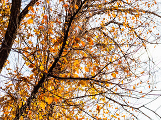 colorful leaves on trees on street on autumn day