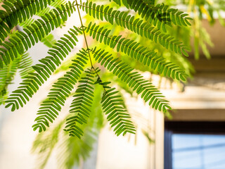 twig of mimosa tree close-up and wall of house
