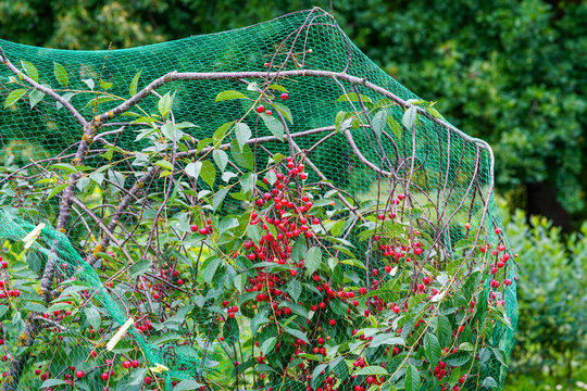 Ripe cherries on the cherry tree with protective netting to keep birds from eating the fruit