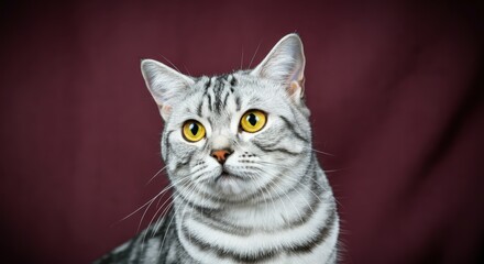 Fototapeta premium Striking portrait of a silver tabby cat with yellow eyes for pet enthusiasts