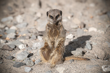 Meerkat with an attitude