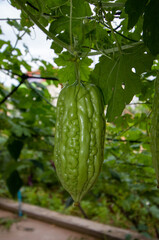 tomatoes in the garden
