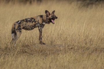 African wild dog yawning
