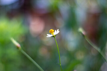 flowers in the garden
