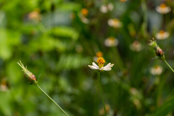 bee on a flower