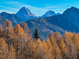 Autumnal scene with golden leaves of larch forest overlooking majestic mountain peak Mangart in Julian Alps, Friuli Venezia Giulia, Italy. Rugged ridges in alpine wilderness. Tranquility Italian Alps