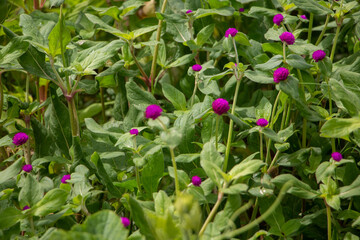 flowers in the garden