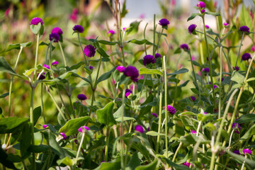 flowers in the garden