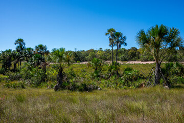 View of some cerrado trees at Serras Gerais - Almas, Tocantins,  Brazil