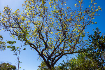 Closer view of a typical cerrado tree at Serras Gerais - Almas, Tocantins, Brazil
