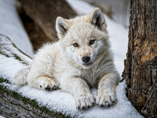 Obraz premium Wolf Cub 008