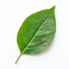 Obraz premium Exploring green leaf growth in nature close-up photography natural light botanical concept