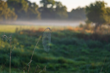 Beautiful autumn landscape at sunrise. Clearing fog. Pohansko Czech Republic Europe
