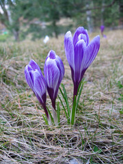 Purple crocuses blooming in early spring sun