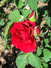 Fototapeta premium Red roses blooming in a garden during spring