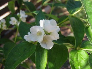 White flowers blooming on green shrub