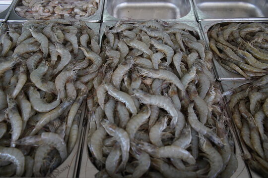 Whiteleg shrimp (Litopenaeus vannamei, synonym Penaeus vannamei), also known as Pacific white shrimp or King prawn, is a species of prawn of the eastern Pacific Ocean. Fortaleza, Brazil.