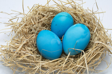 Obraz premium Blue eggs in nest on white background. Nest of eggs with white background. A nest of eggs lies on a white blue background. A nest of eggs lies on a blue lifestyle background.