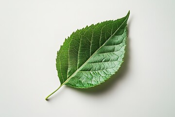 Fototapeta premium single green leaf lying on pristine white background symbolizing simplicity and sustainability